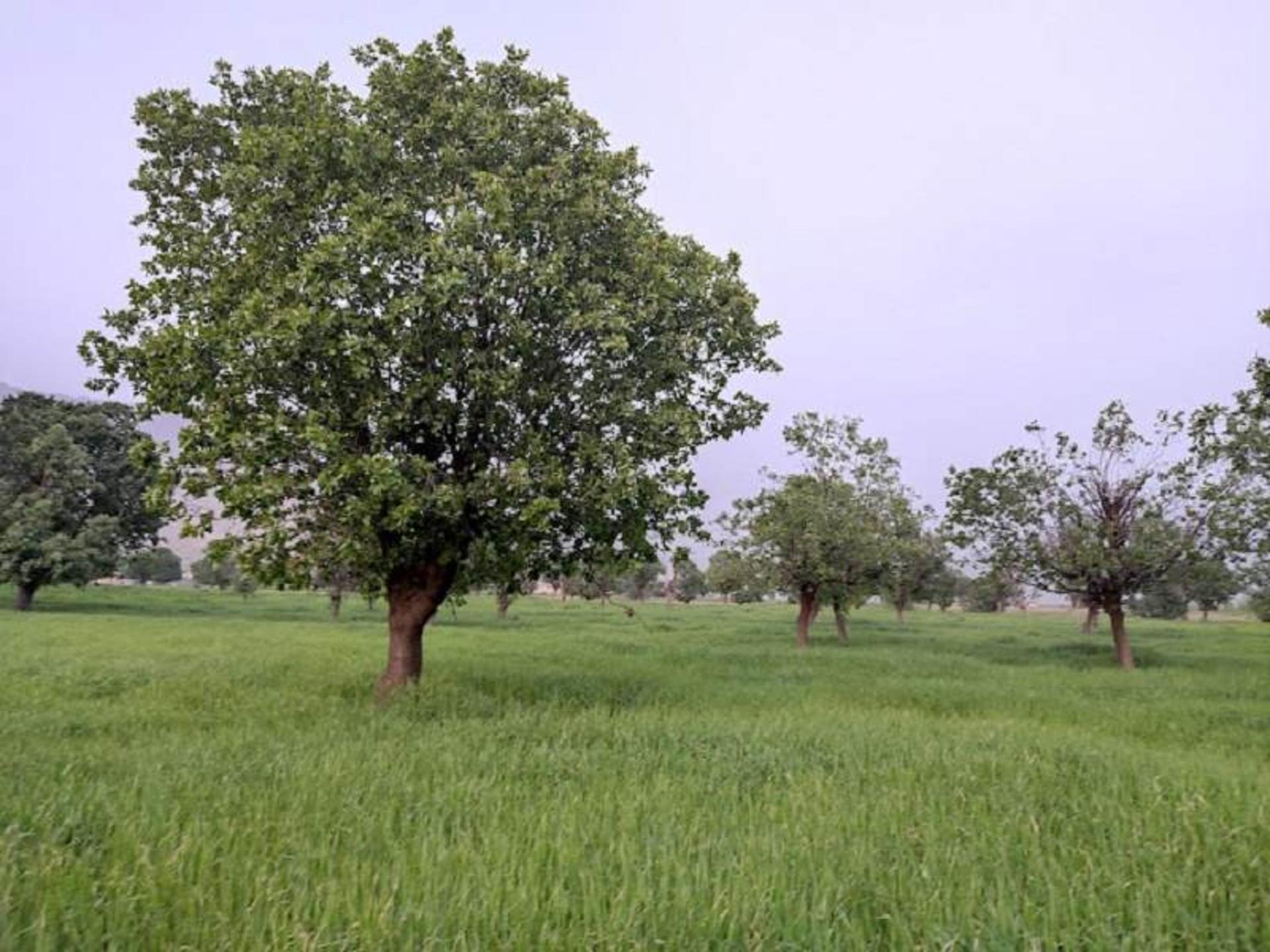 دشت هلن