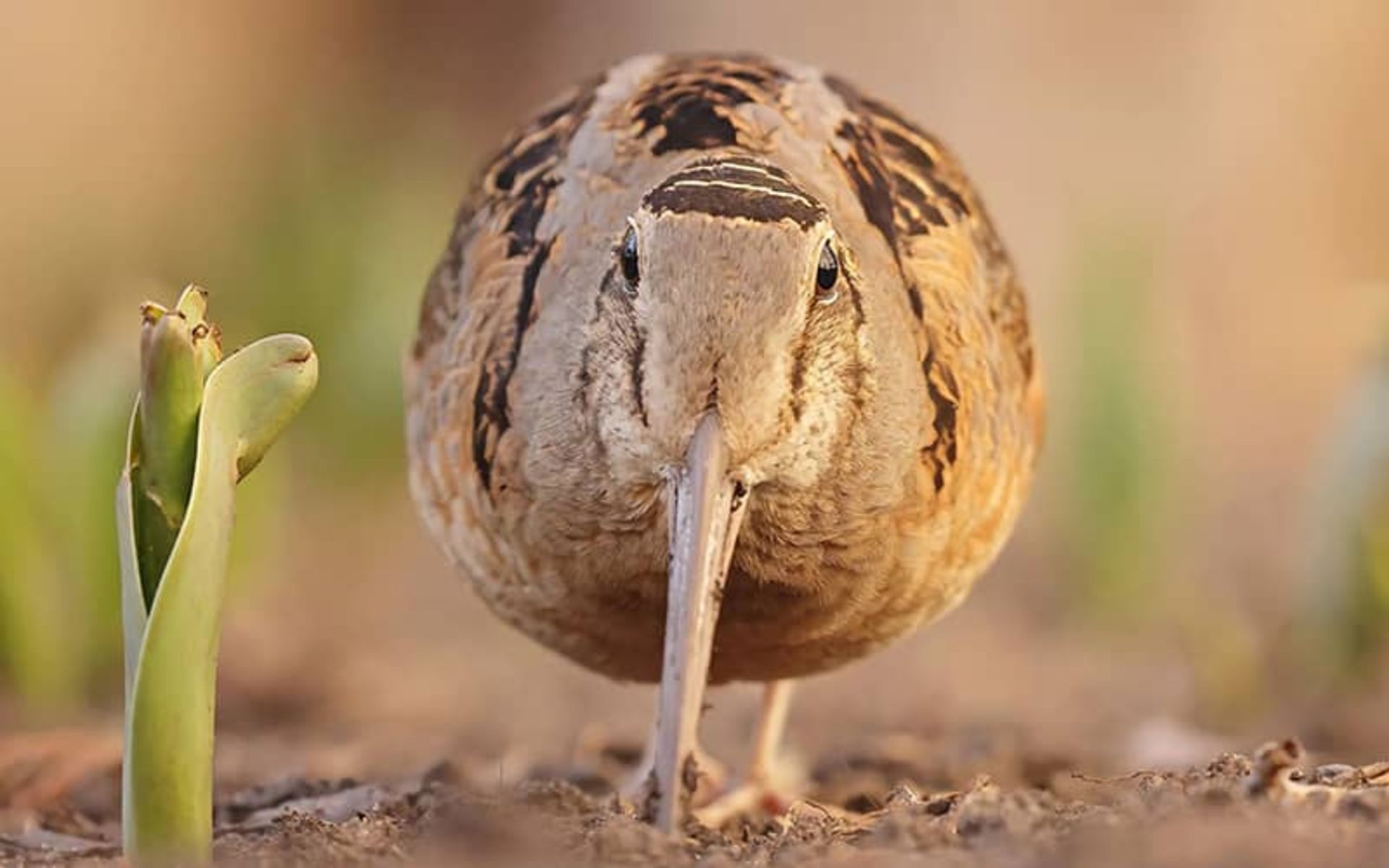 پرنده ای در حال تماشای دوربین عکاسی