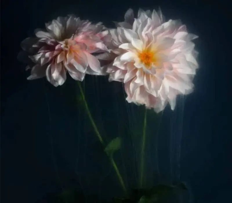 دو شاخه گل سفیدرنگ در محیط مه آلود
