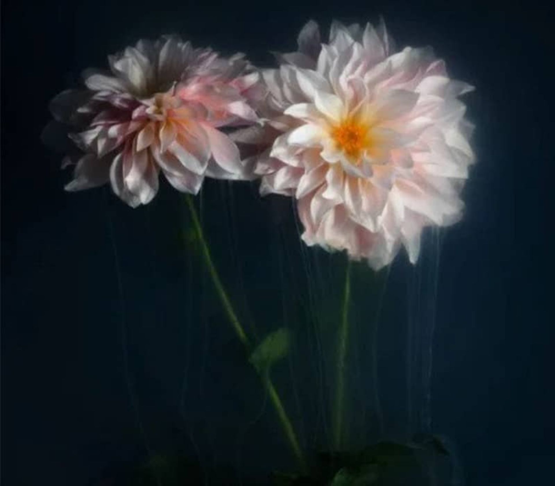 دو شاخه گل سفیدرنگ در محیط مه آلود