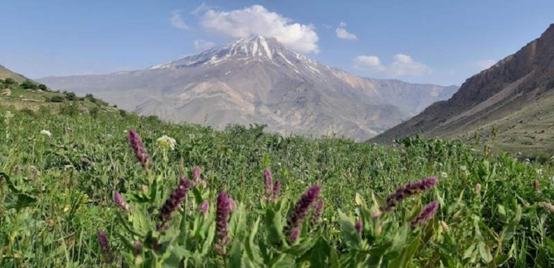 دشت آزو