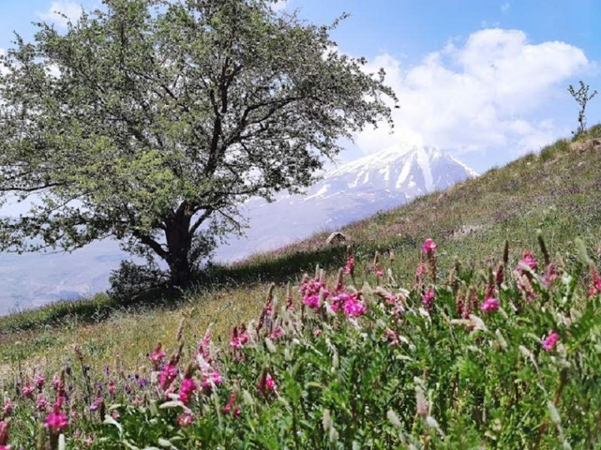 دشت آزو