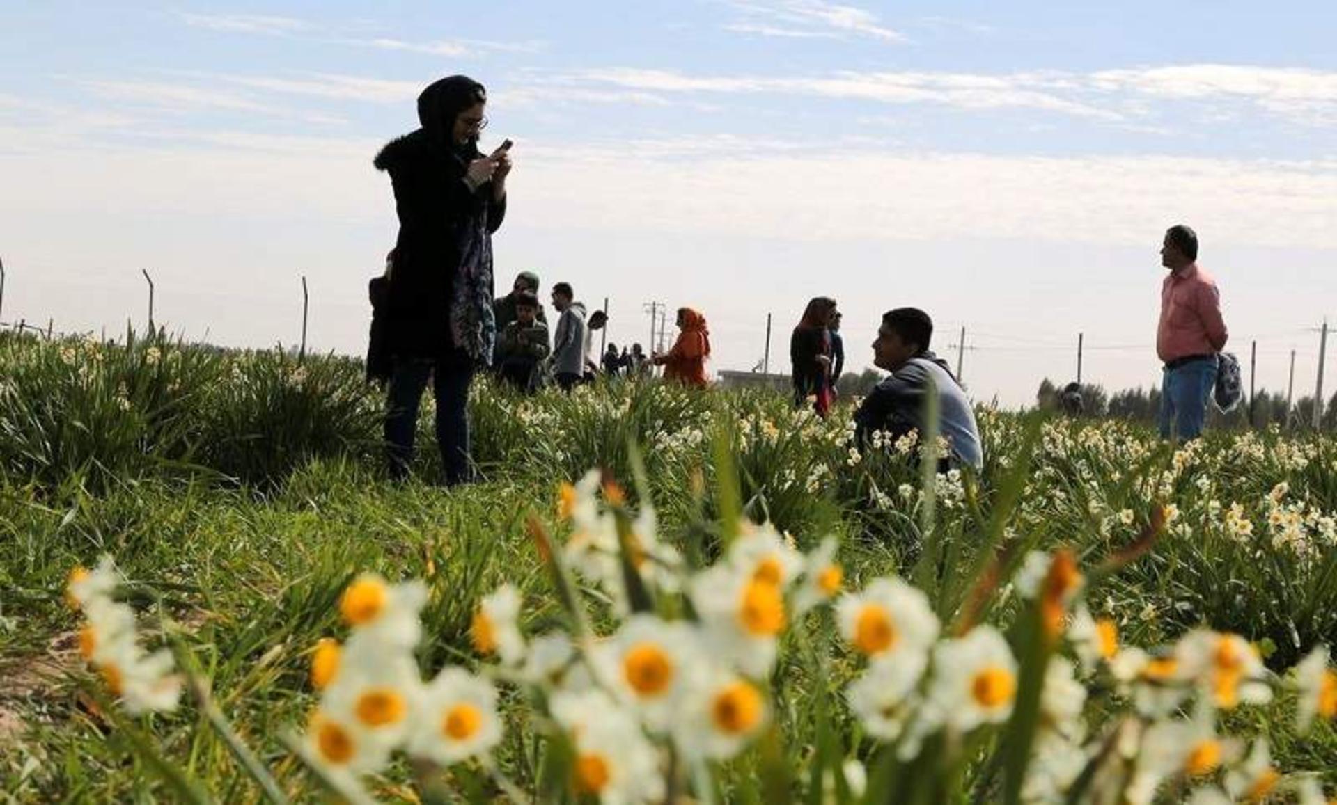 دشت نرگس نوآباد