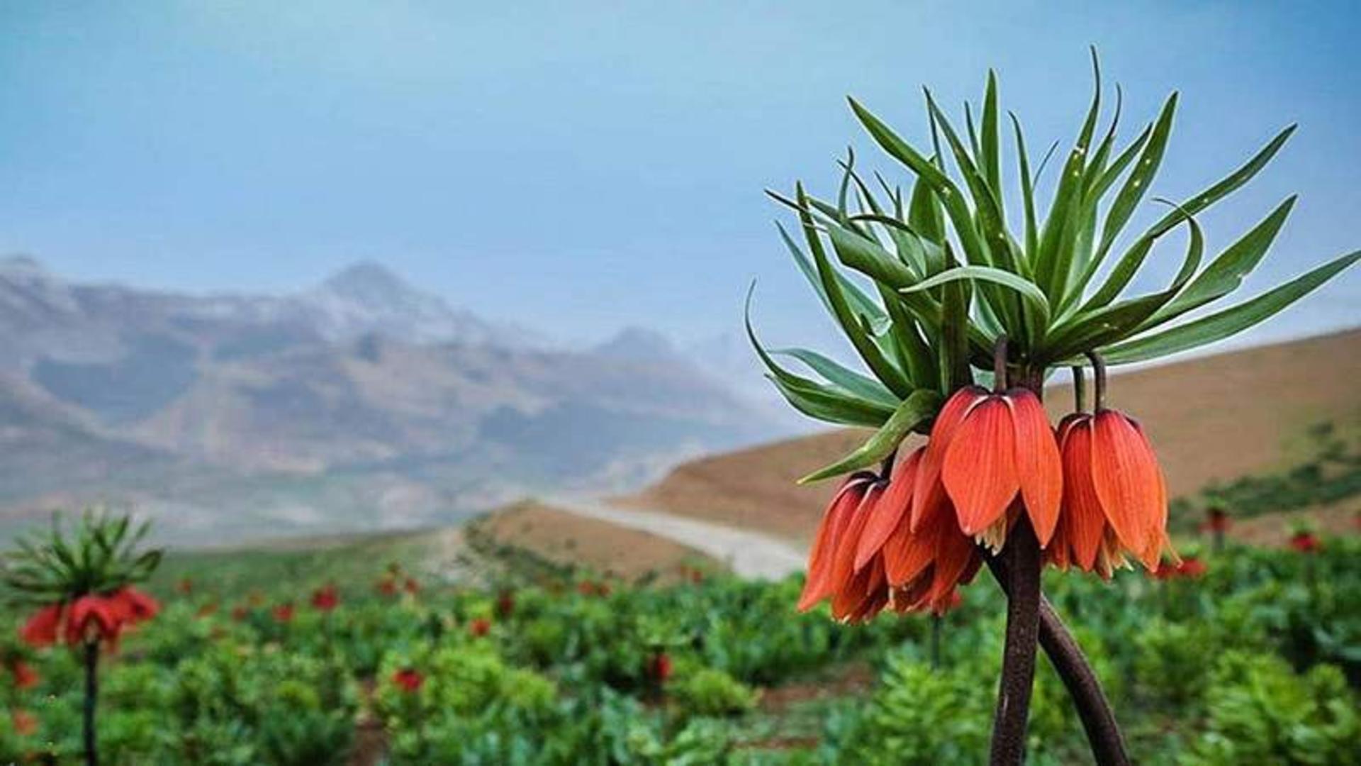 دشت لاله های واژگون کوهرنگ