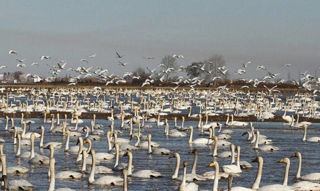 تالاب سرخرود