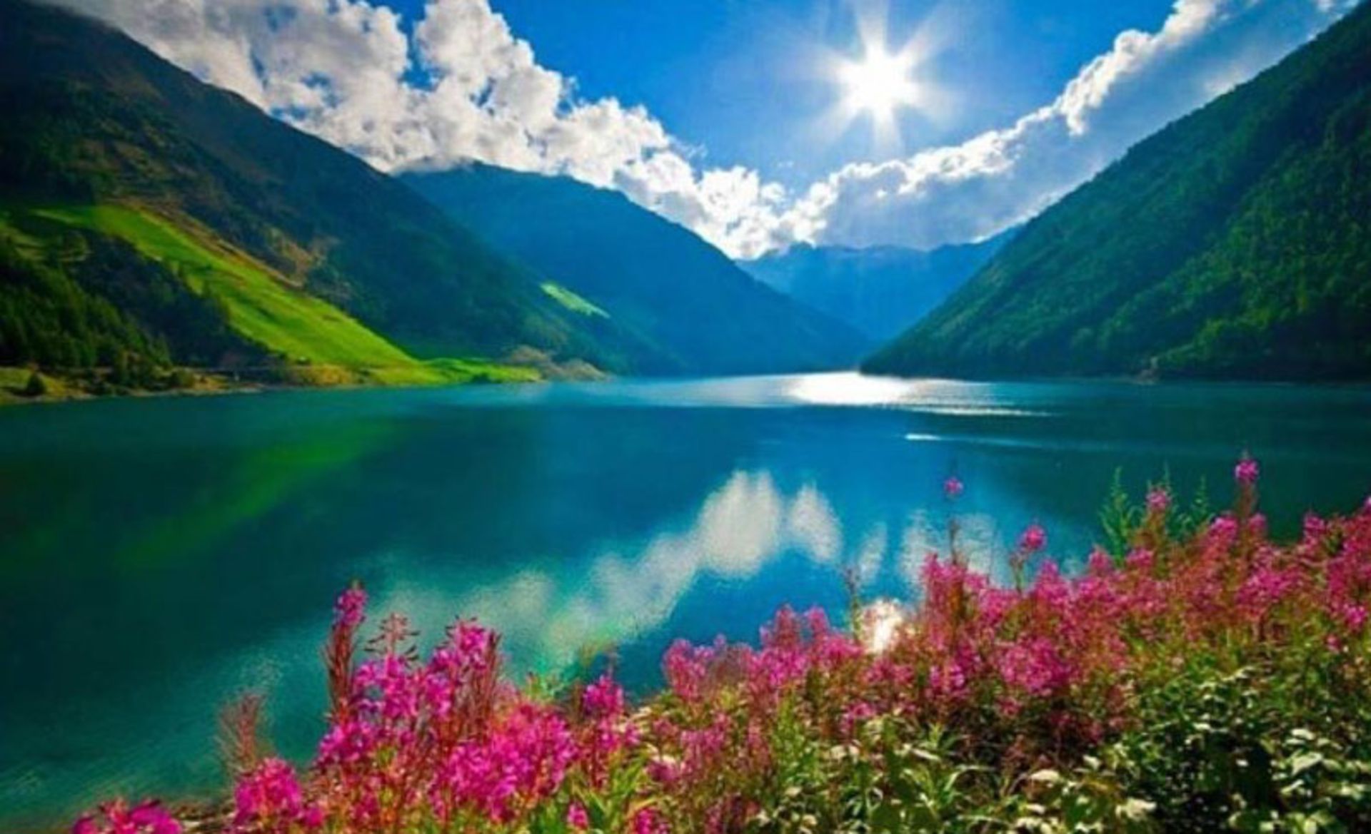 گل های صورتی با چشم انداز دریاچه گهر زیر آسمان آبی