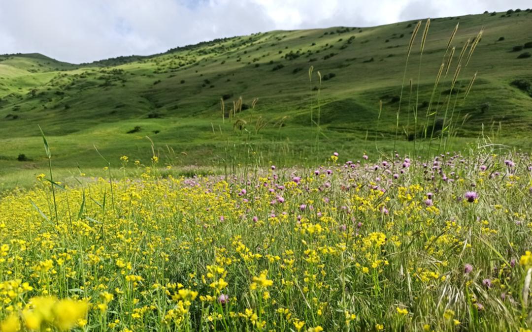 دشت‌های اطراف روستای آلیله