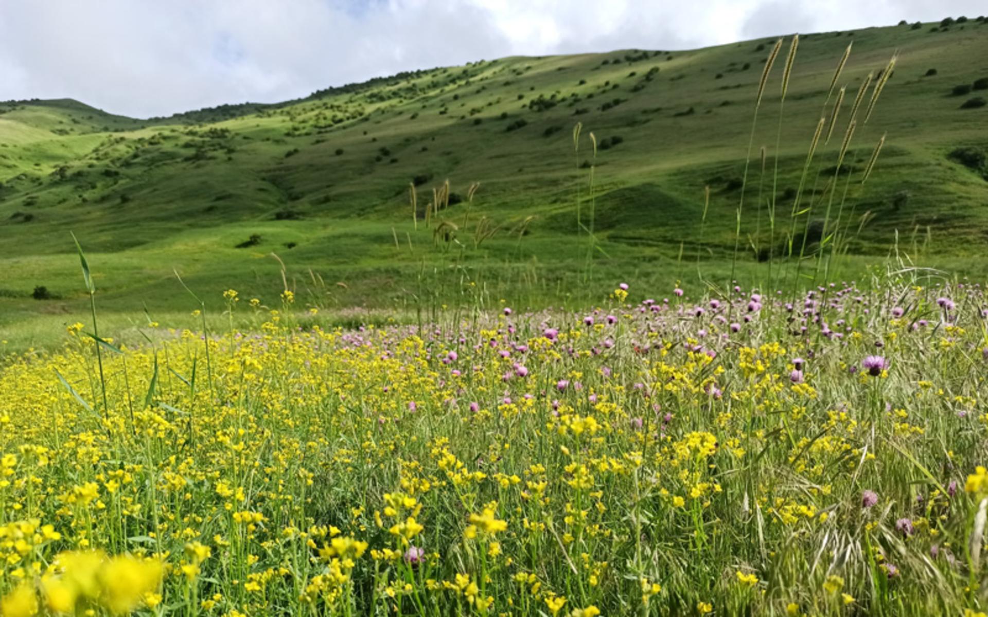 دشت‌های اطراف روستای آلیله