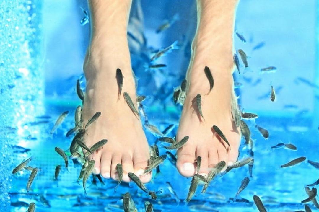 فیش اسپای وایلد وادی