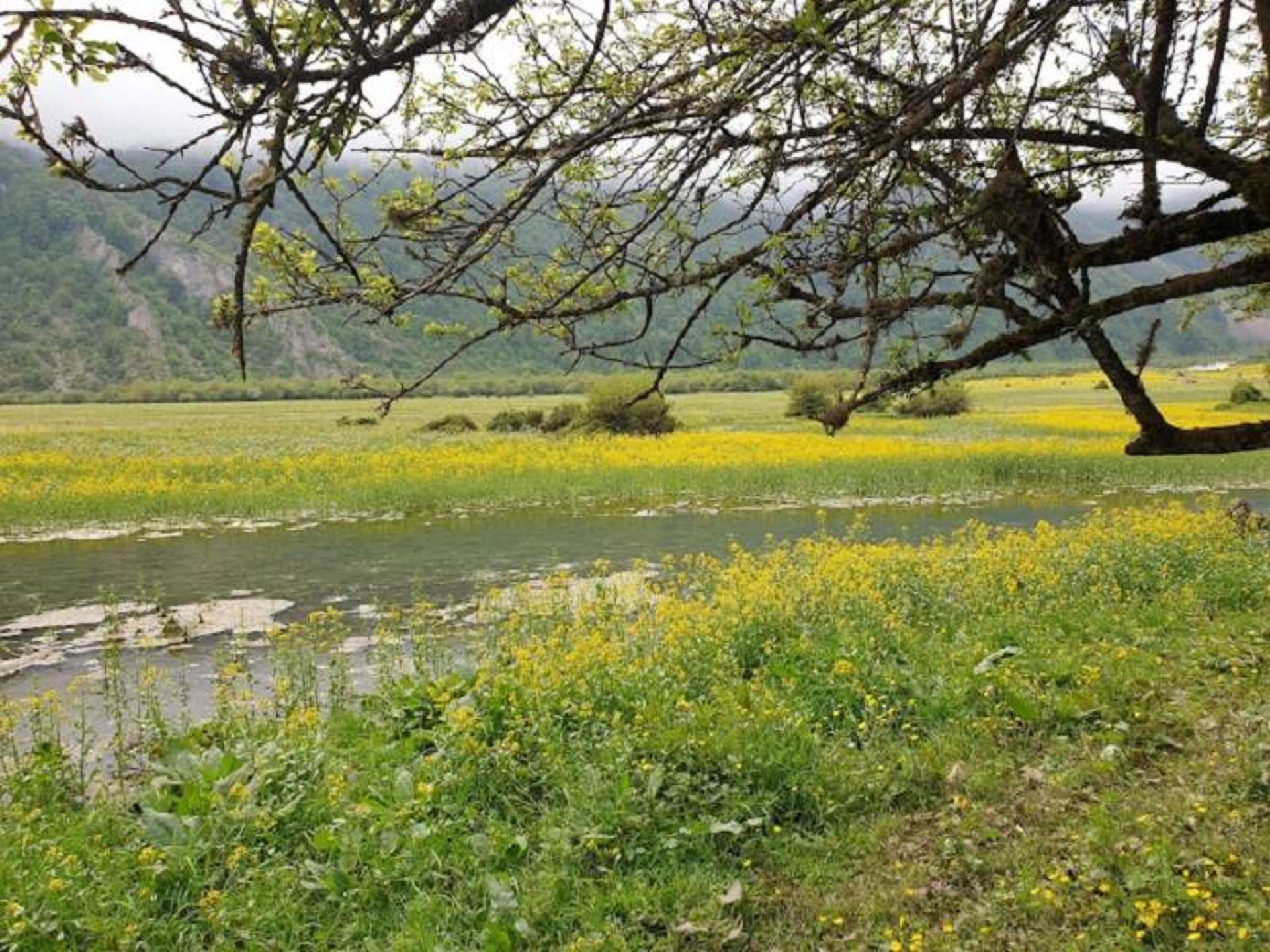 دشت دریاسر