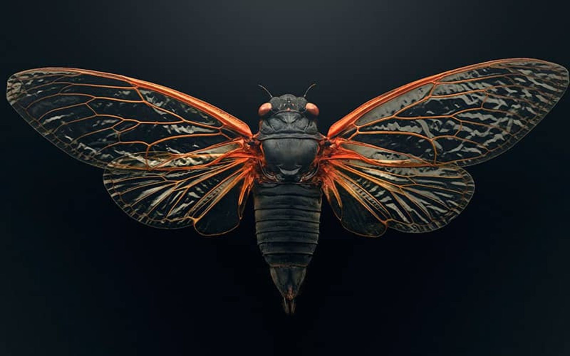 حشره ای کوچک از نمای نزدیک