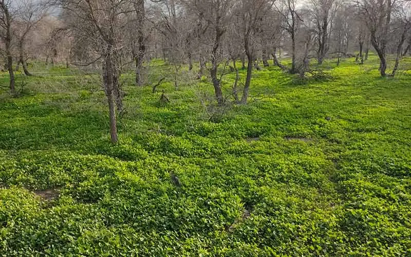 منطقه حفاظت شده مهروییه