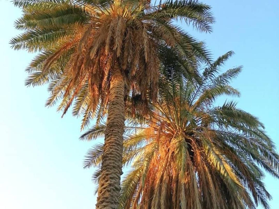 نخلستان‌های شمیل