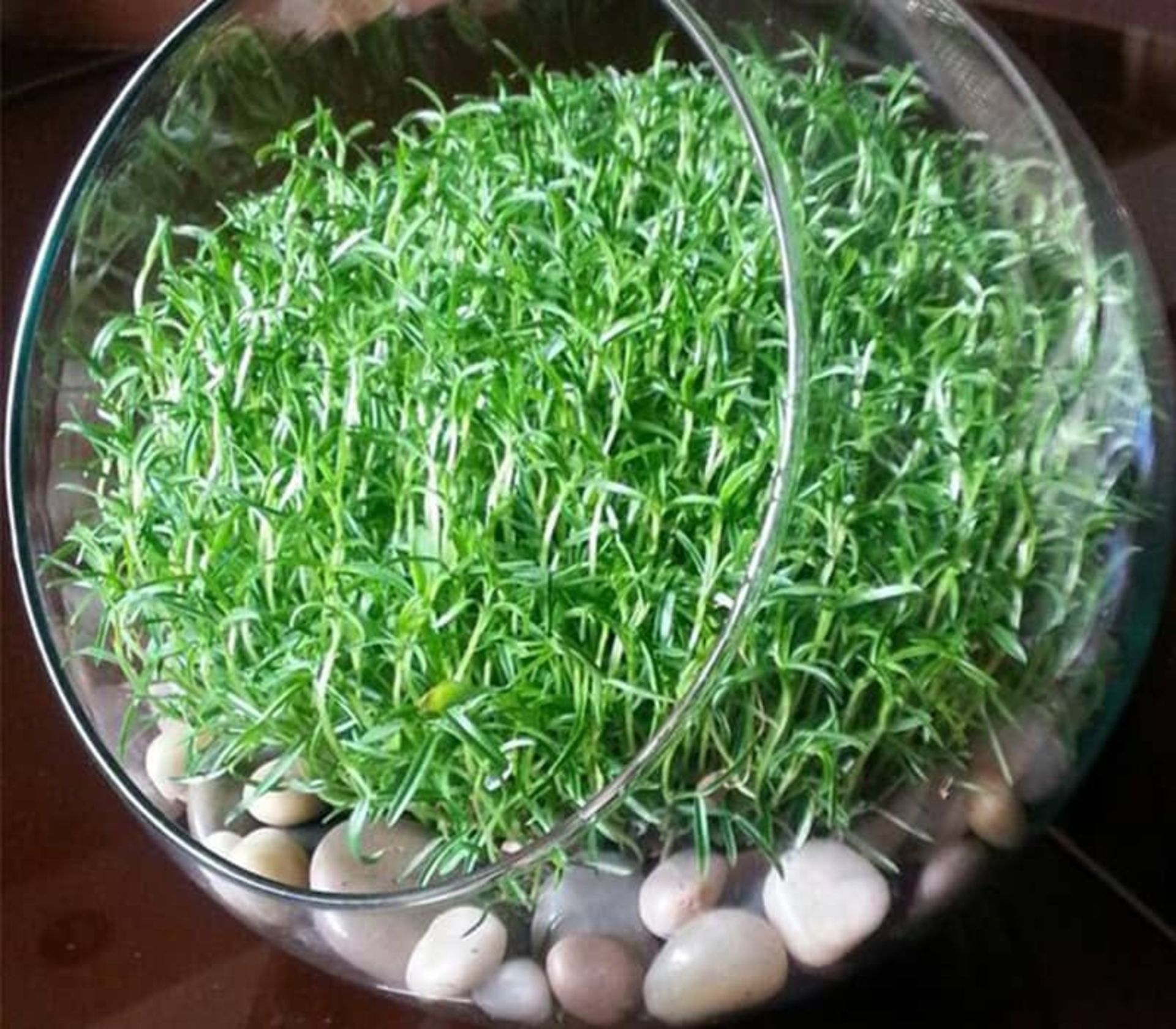 سبزه عید در ظرف شیشه ای گرد