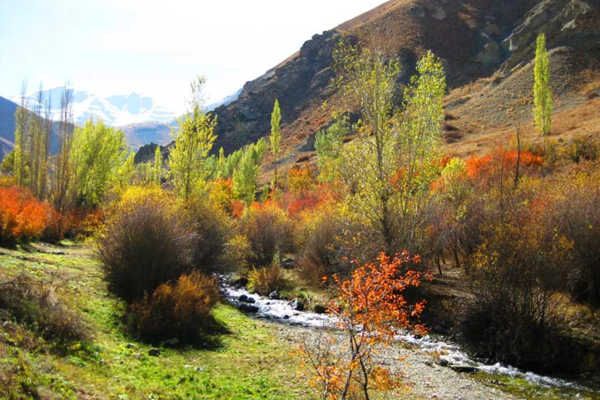 درختان پاییزی در طبیعت شهرستانک