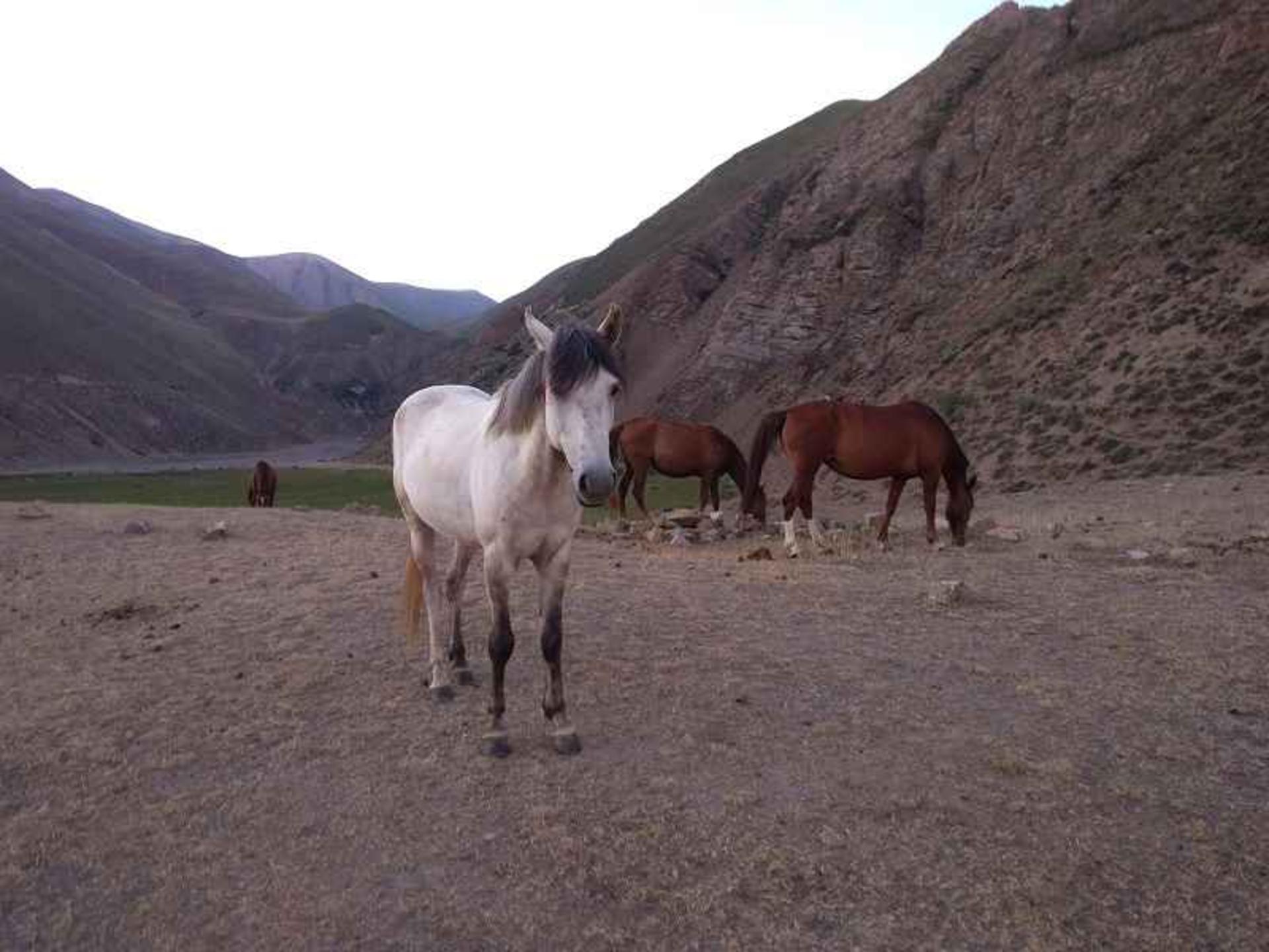 دشت دریوک