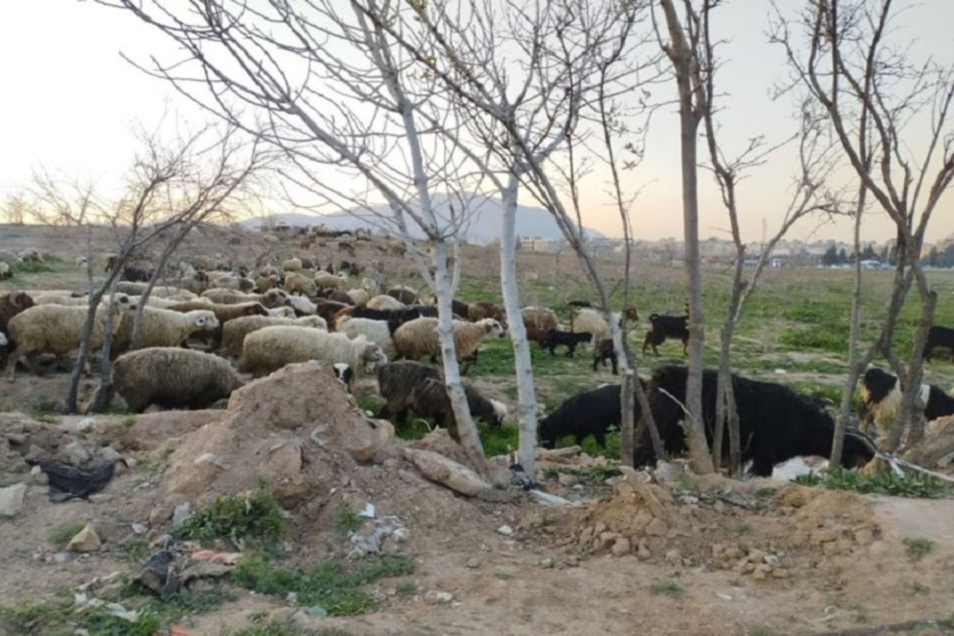 تپه پوستچی 