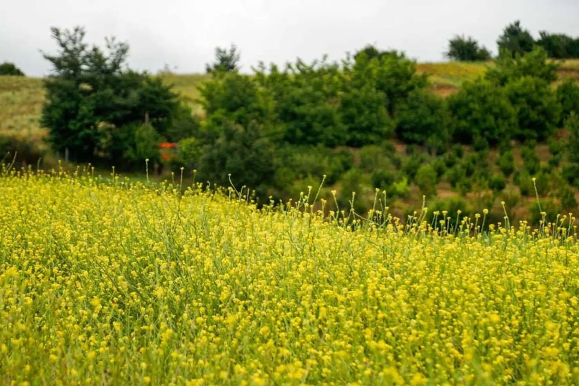 بهار در روستای داماش