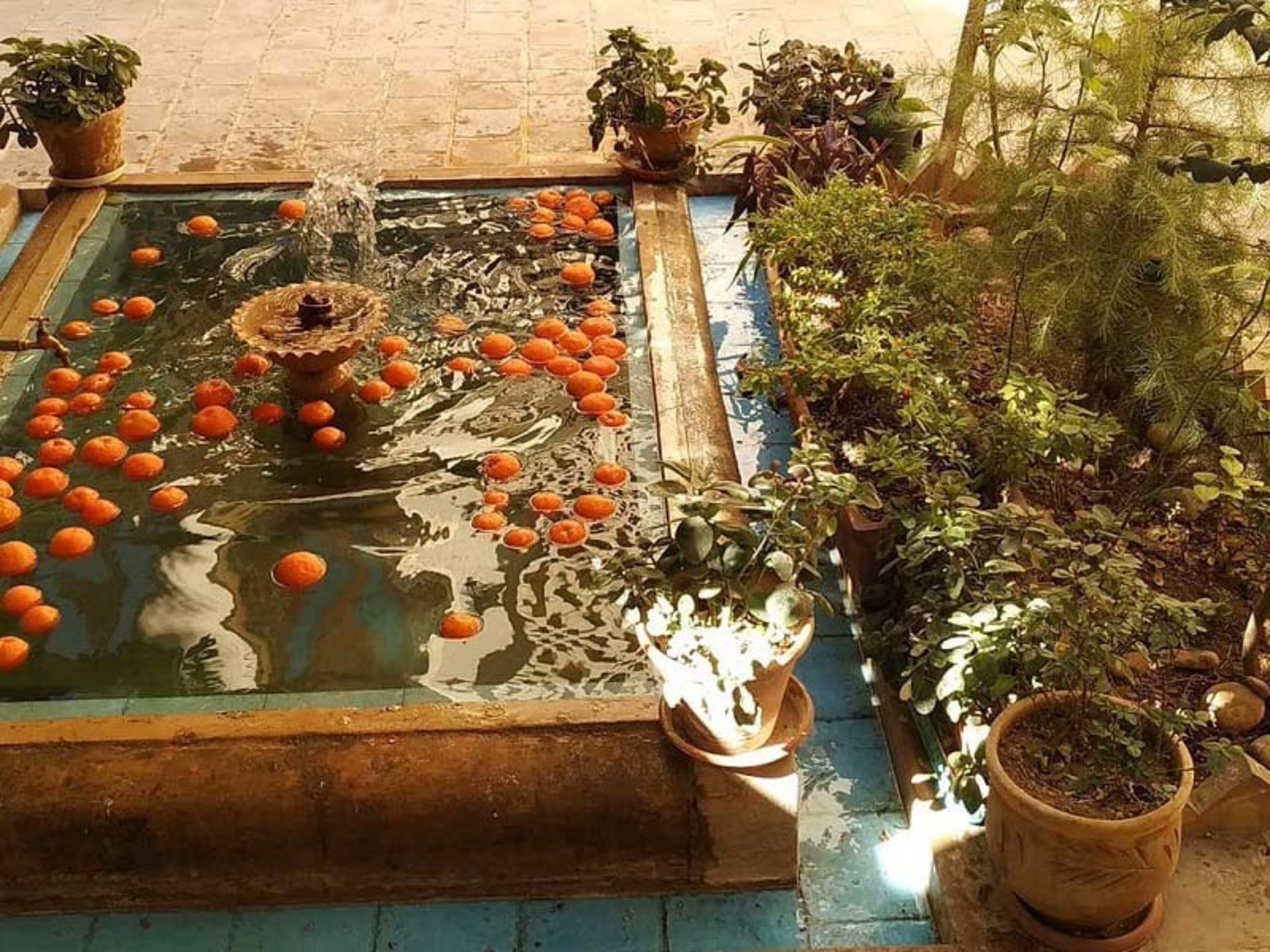 میوه درخت نارنج اقامتگاه لوتوس شیراز