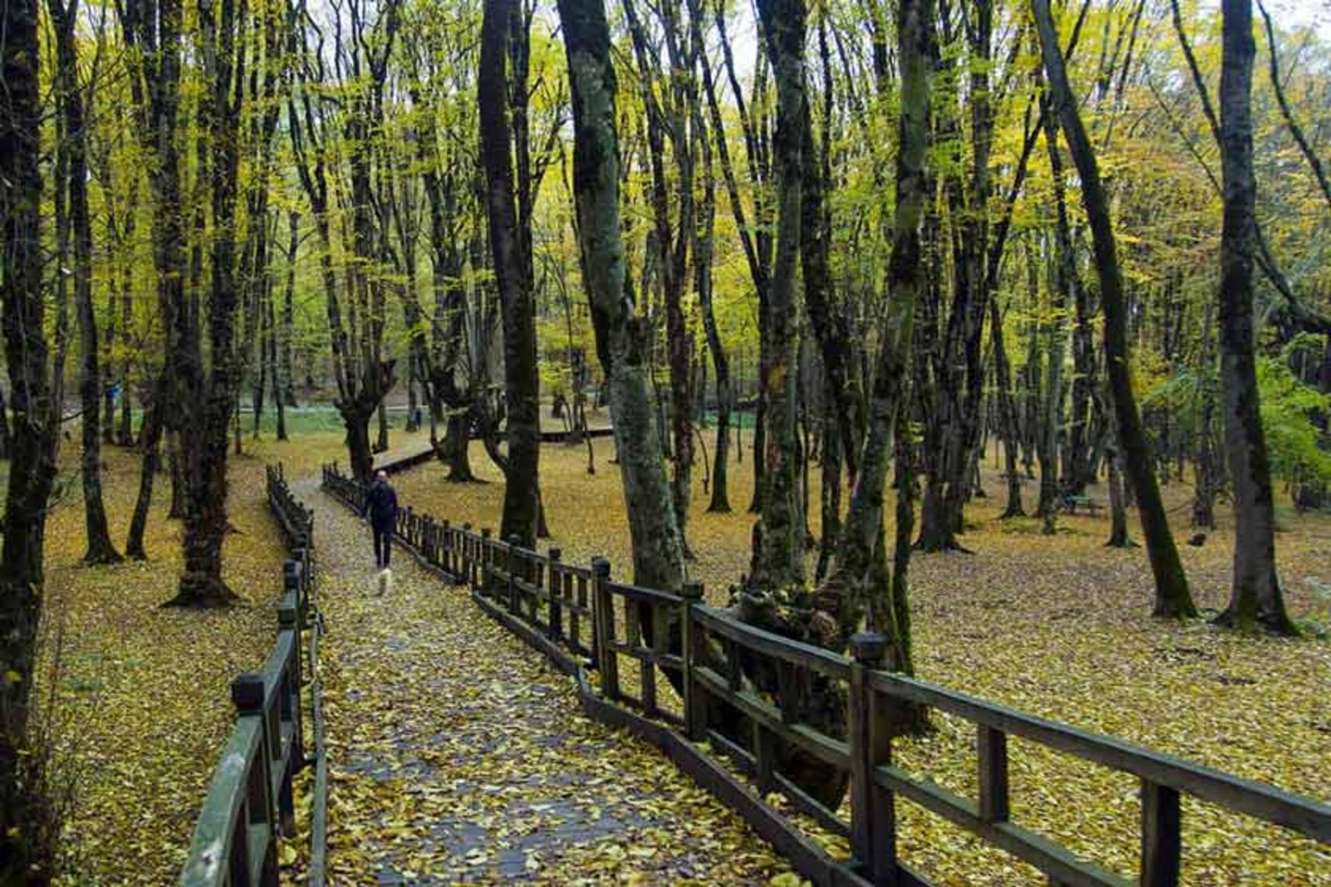 مسیرهای پیاده‌روی در جنگل النگدره