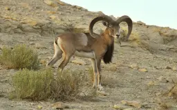 قوچ لارستانی در منطقه حفاظت شده هرمد