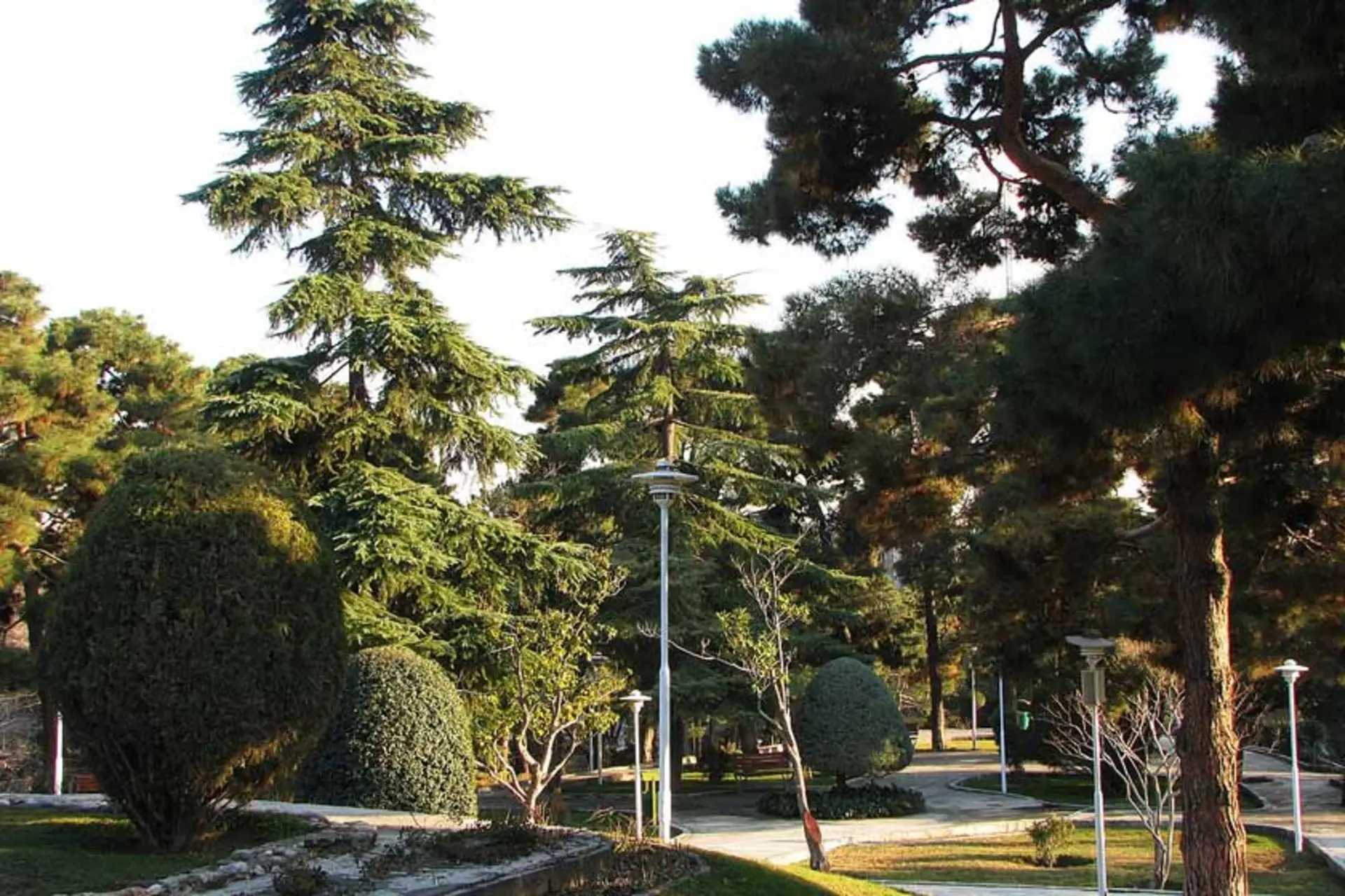 درختان مختلف در پارک ساعی