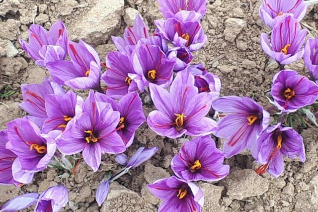 گل‌های زعفران روستای نیگ