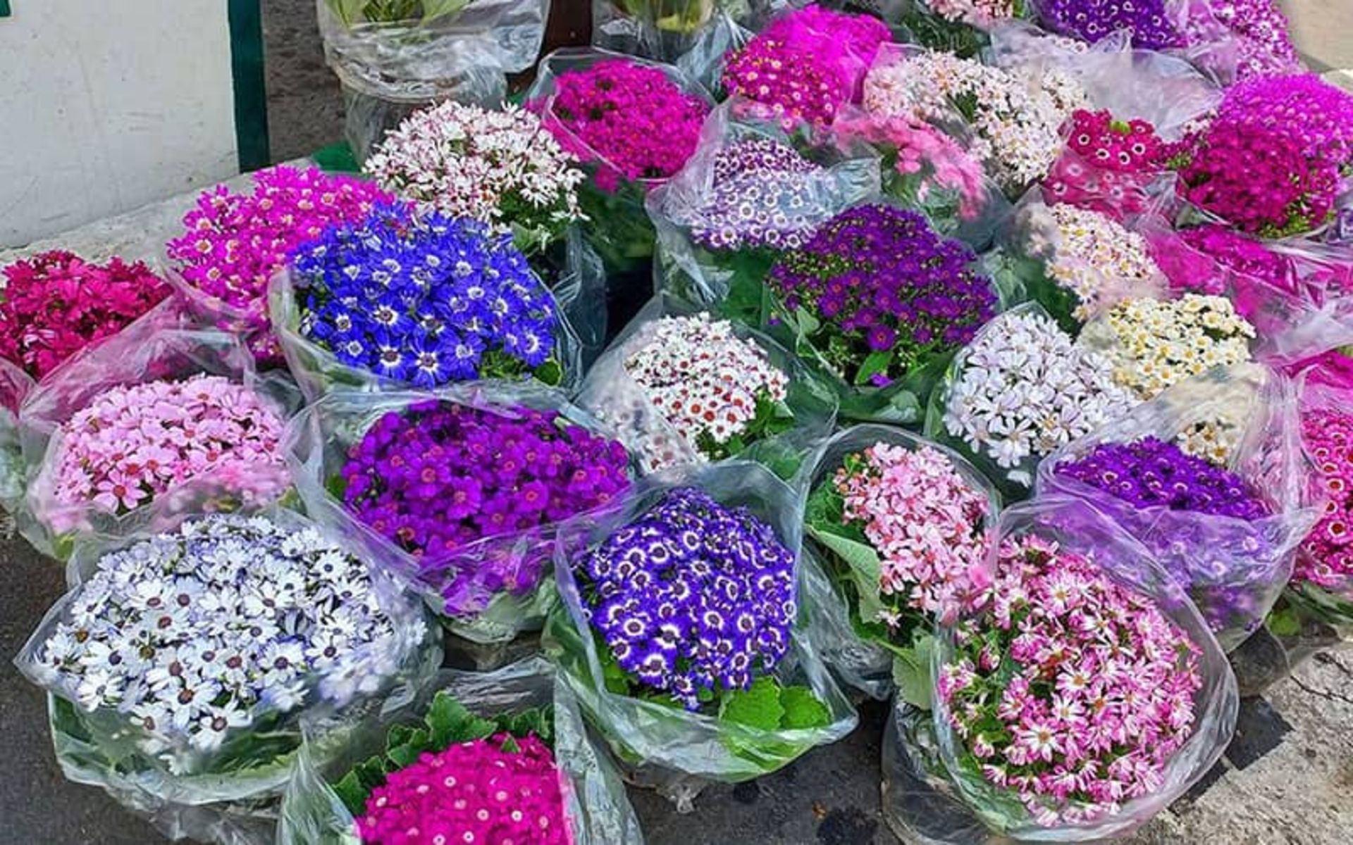 گل های فروشی برای جشن نوروز