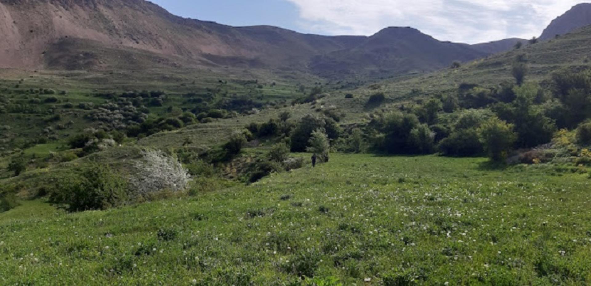 دشت آزو