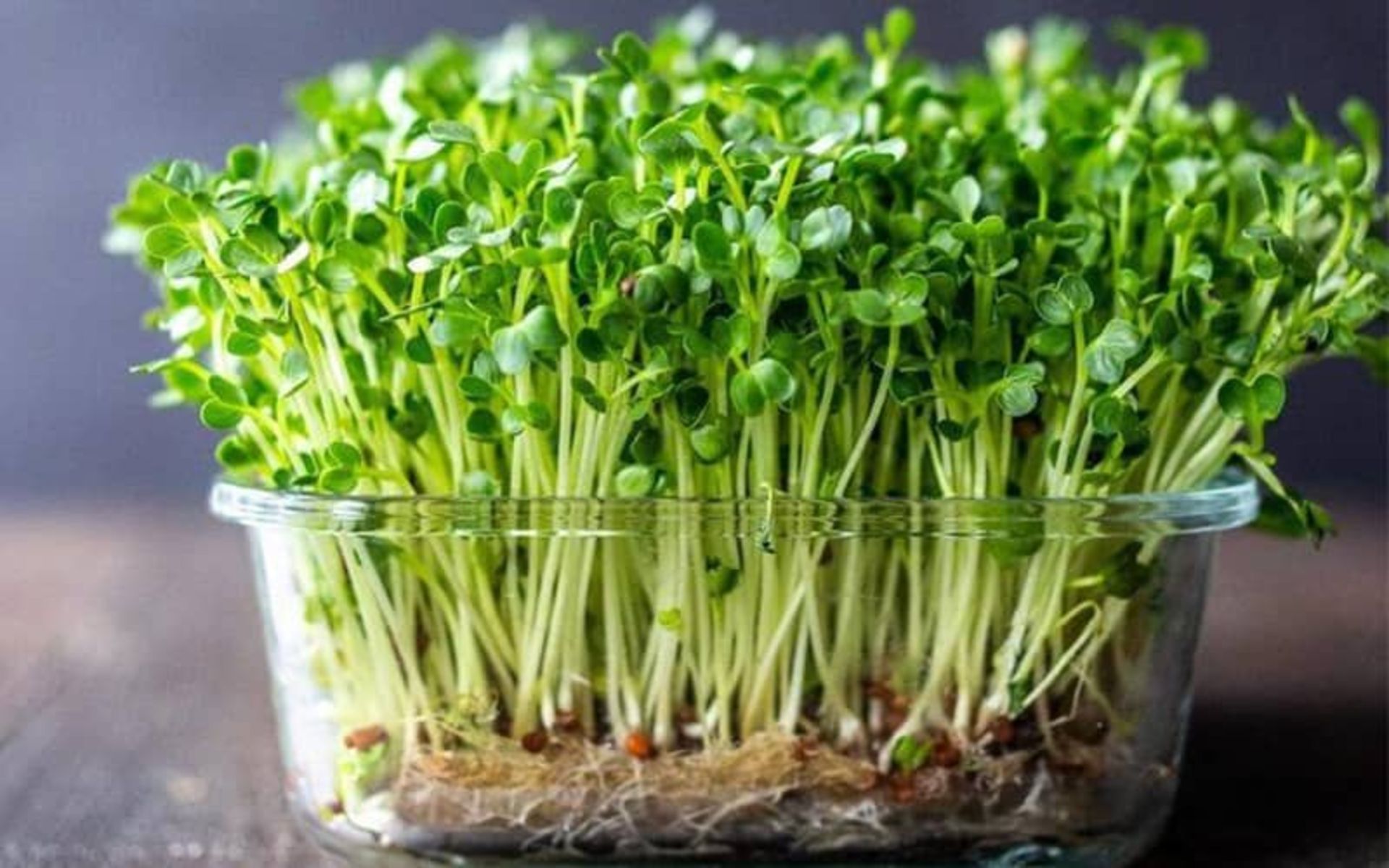 سبزه عدس در ظرف شیشه ای