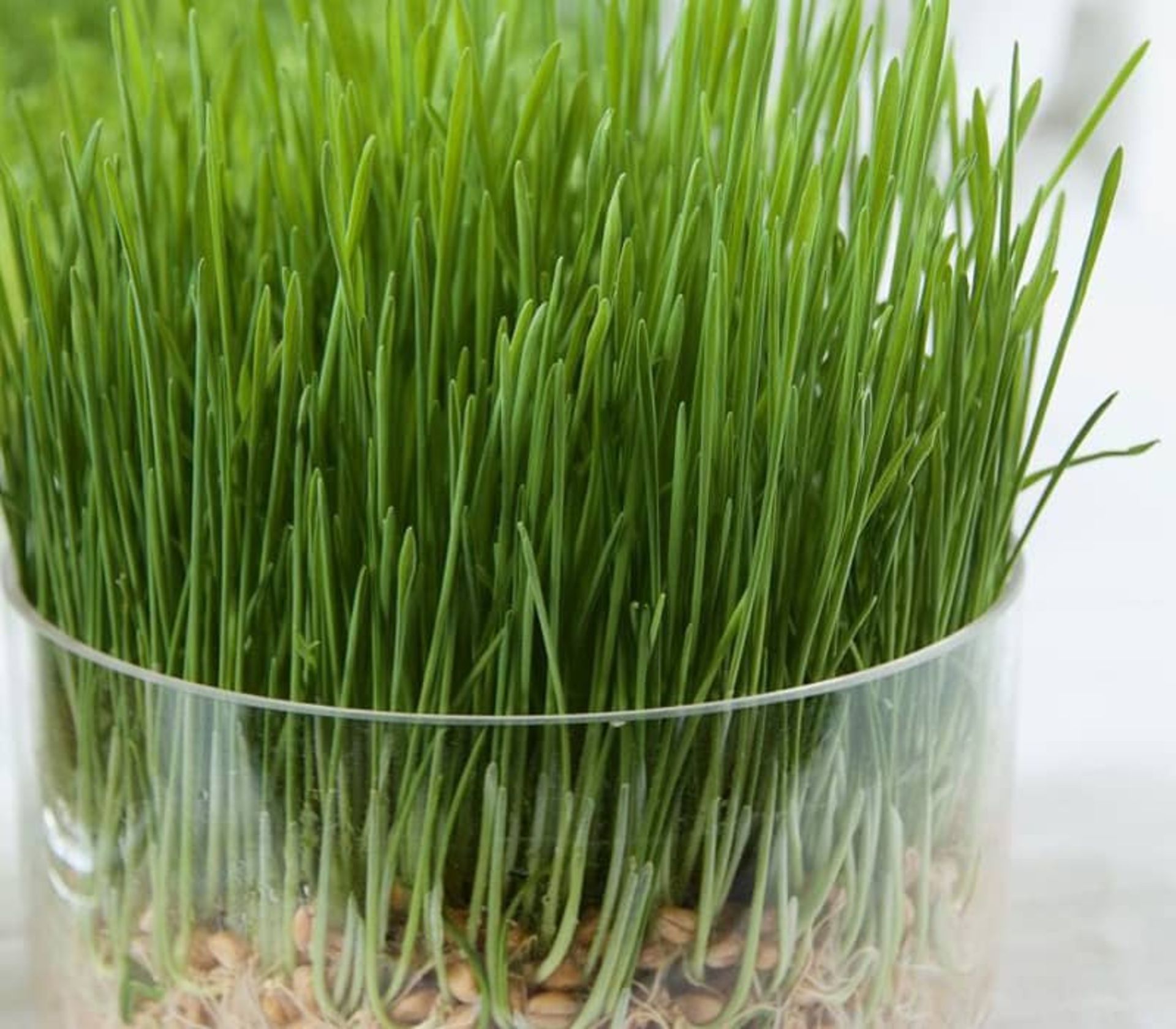 سبزه گندم در ظرف شیشه ای