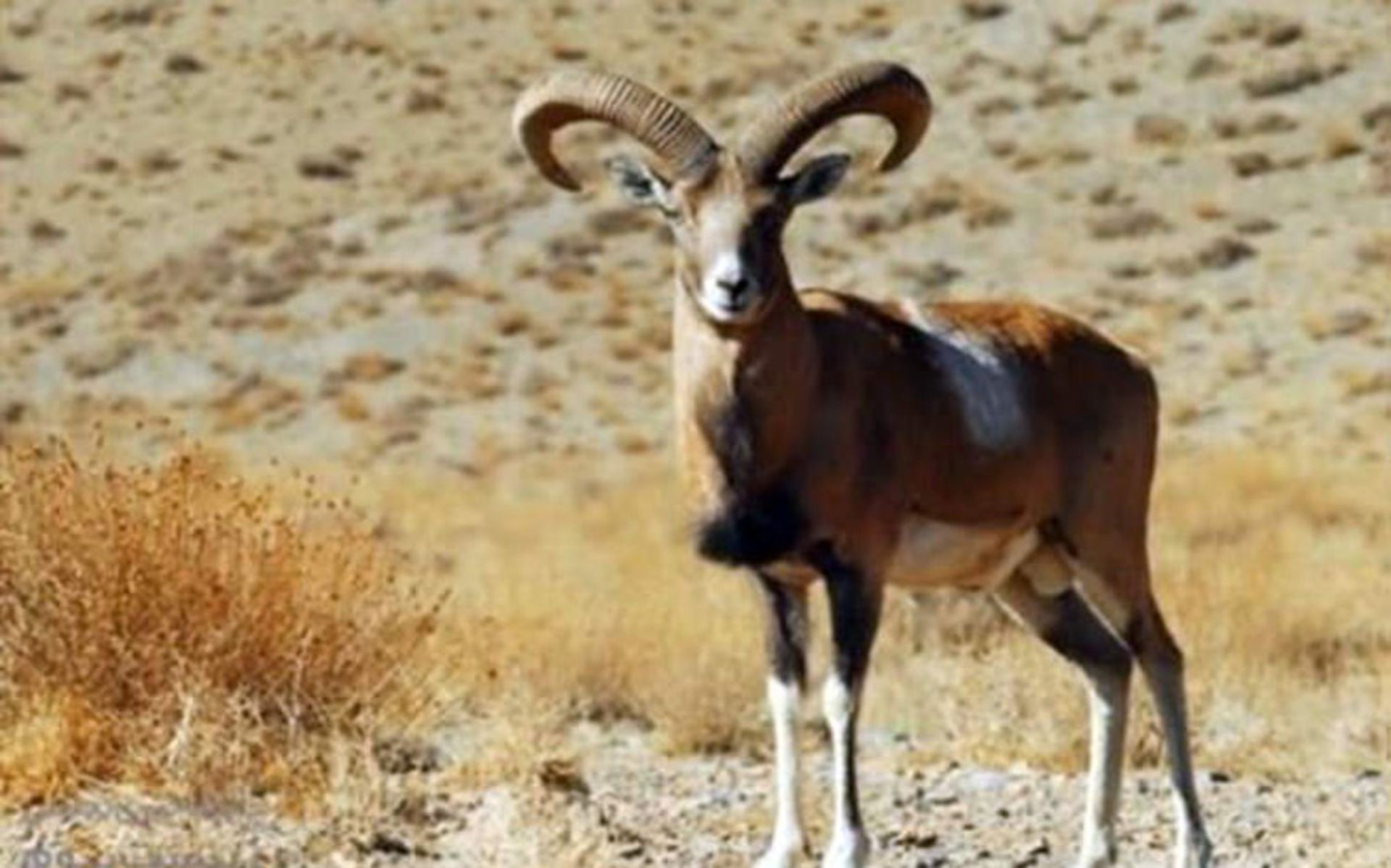 قوچ لارستانی
