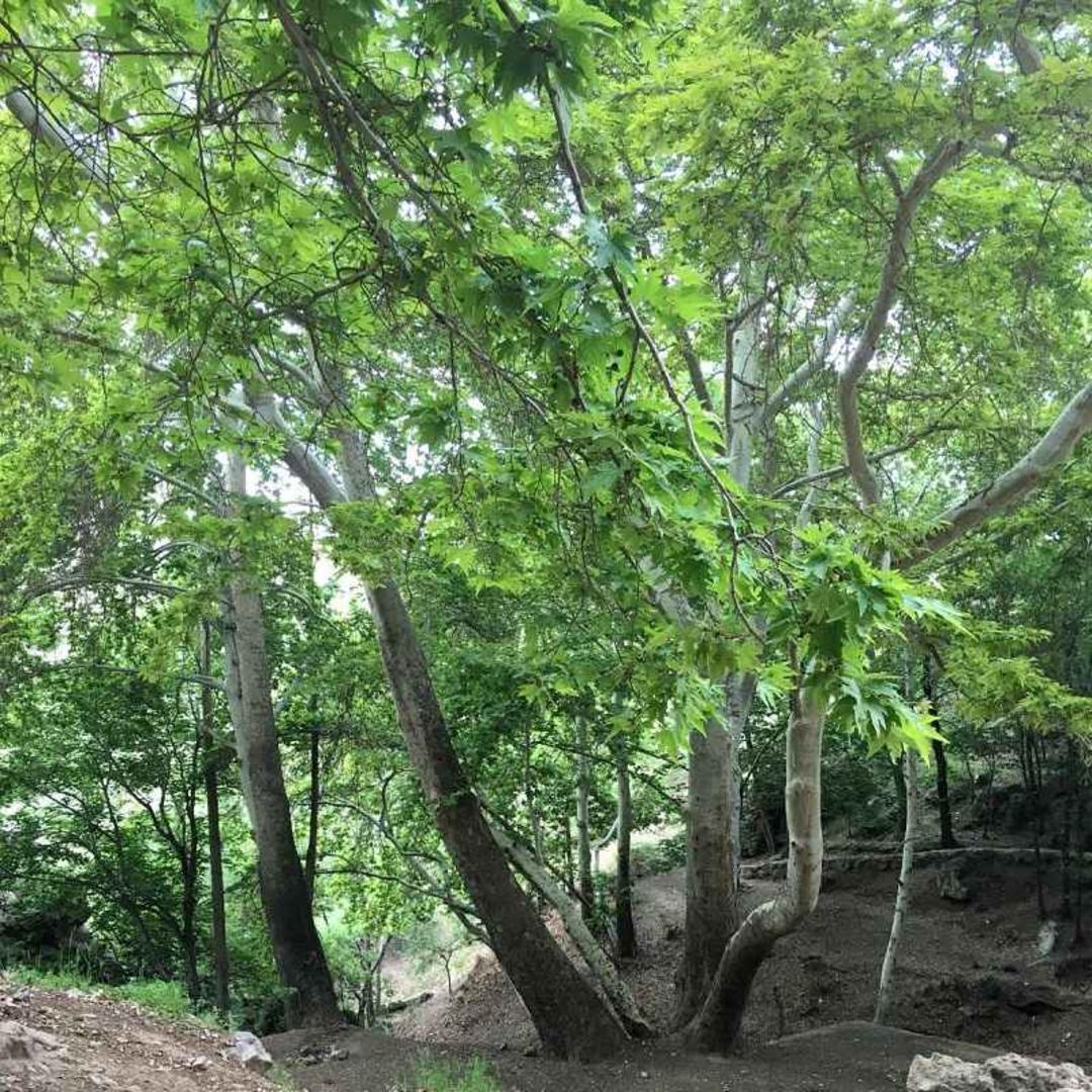 آبشار کمرد