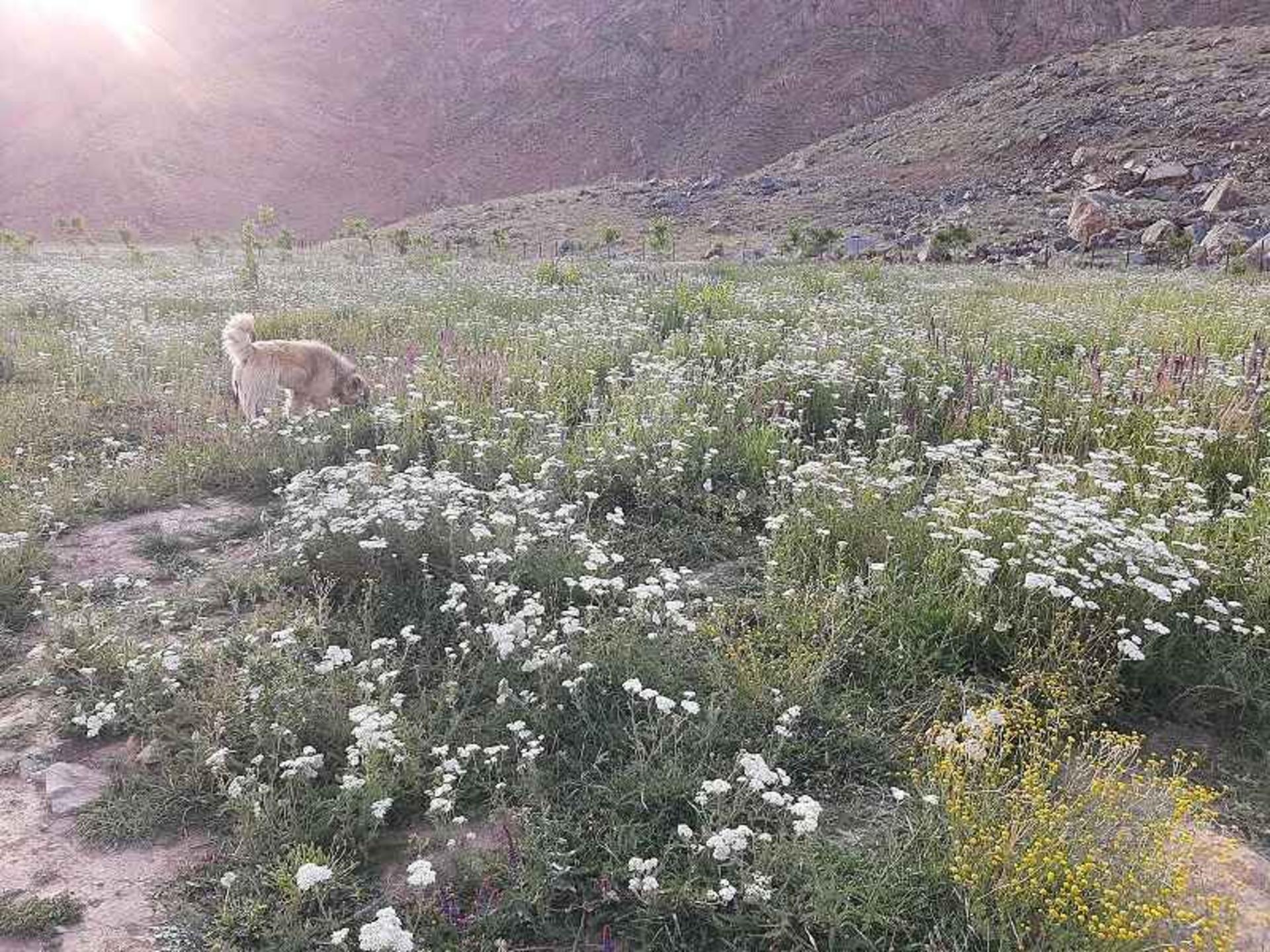 دشت هویج