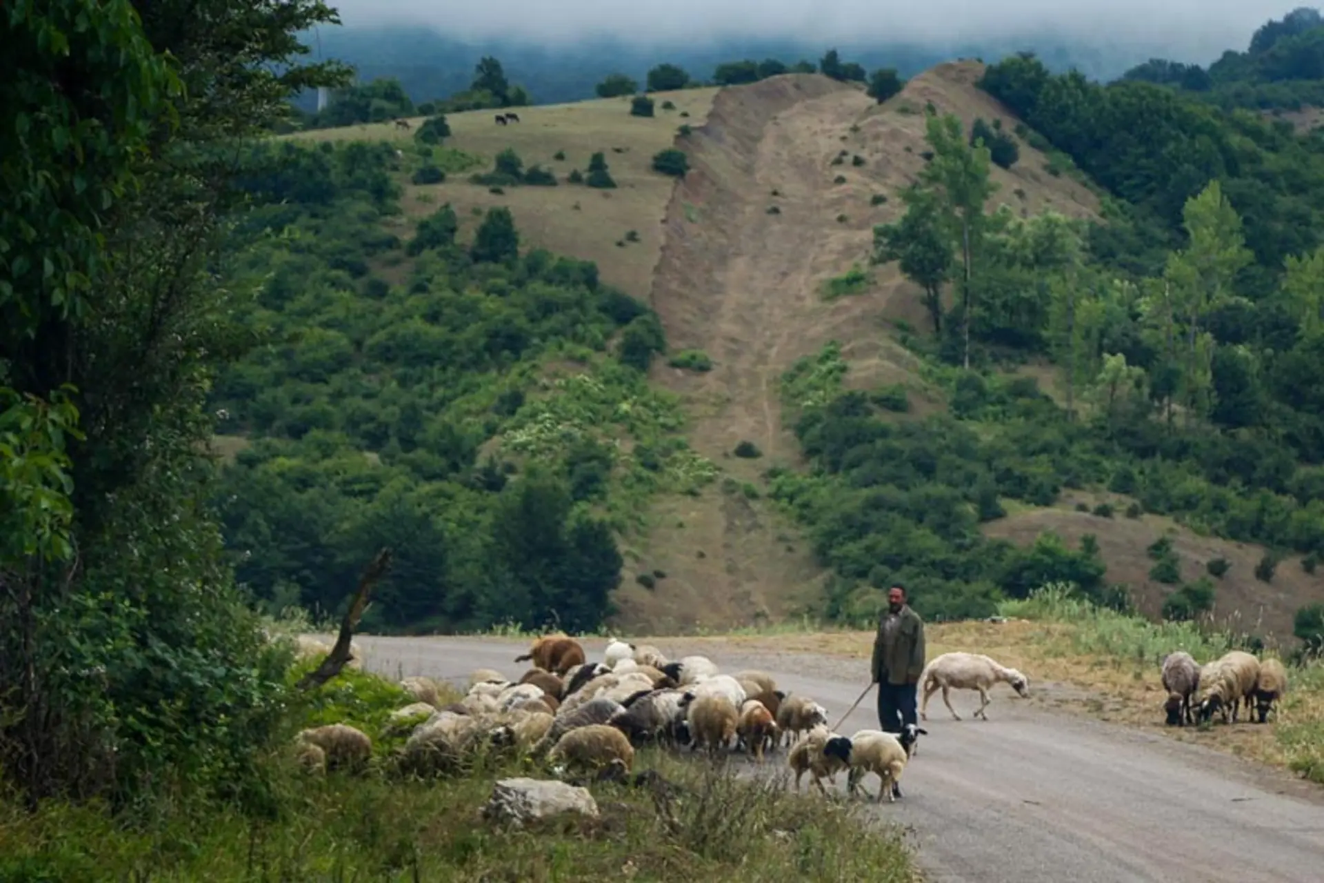 گله‌ای از گوسفندان در روستای داماش