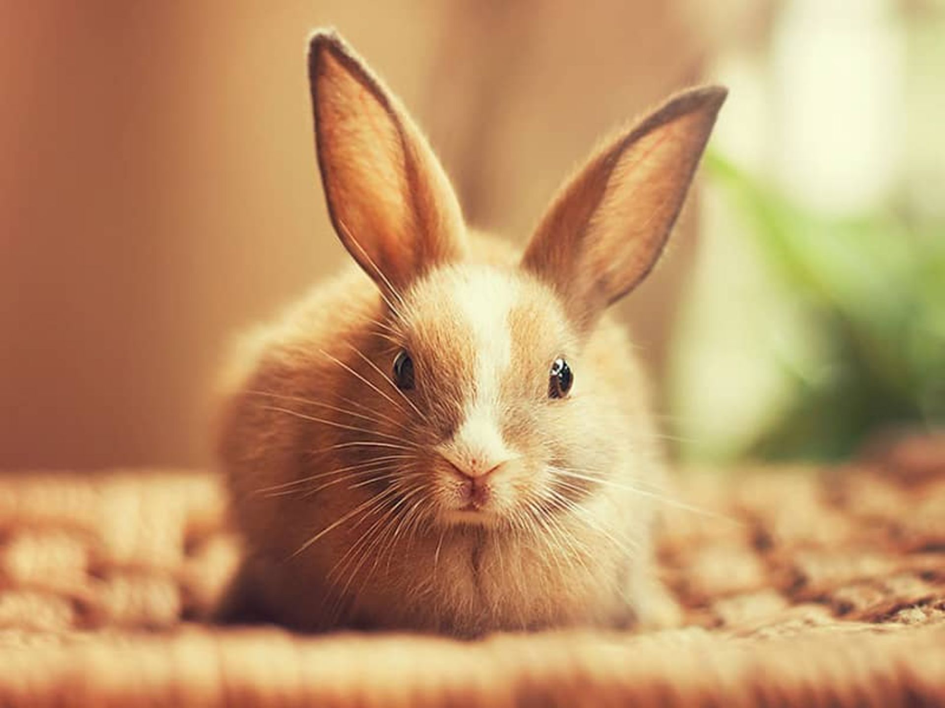 پرتره خرگوشی قهوه ای