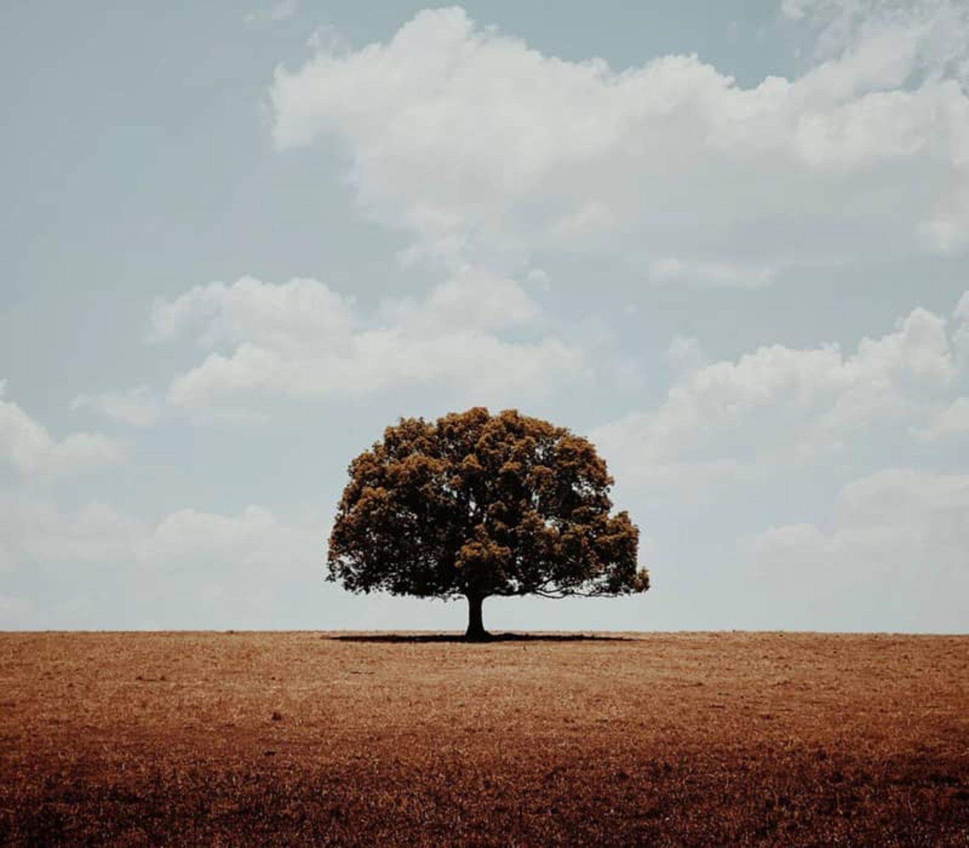 تک درختی در دشتی وسیع