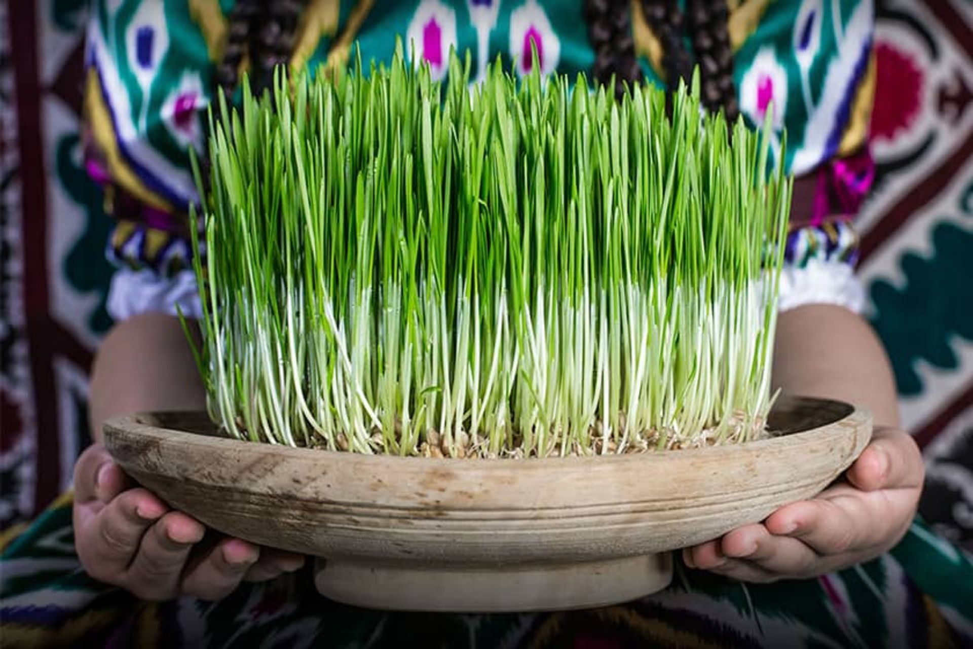 سبزه گندم