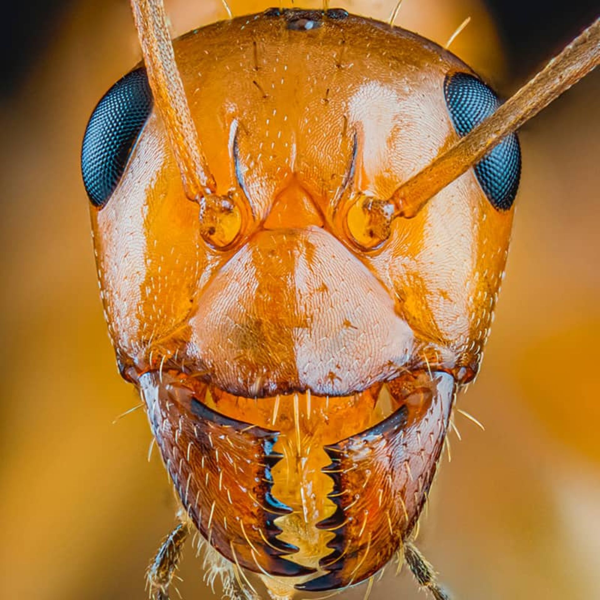 چهره مورچه قهوه ای