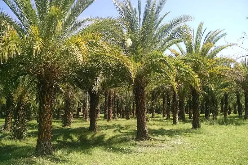 تنگ زرچین کهنوج 