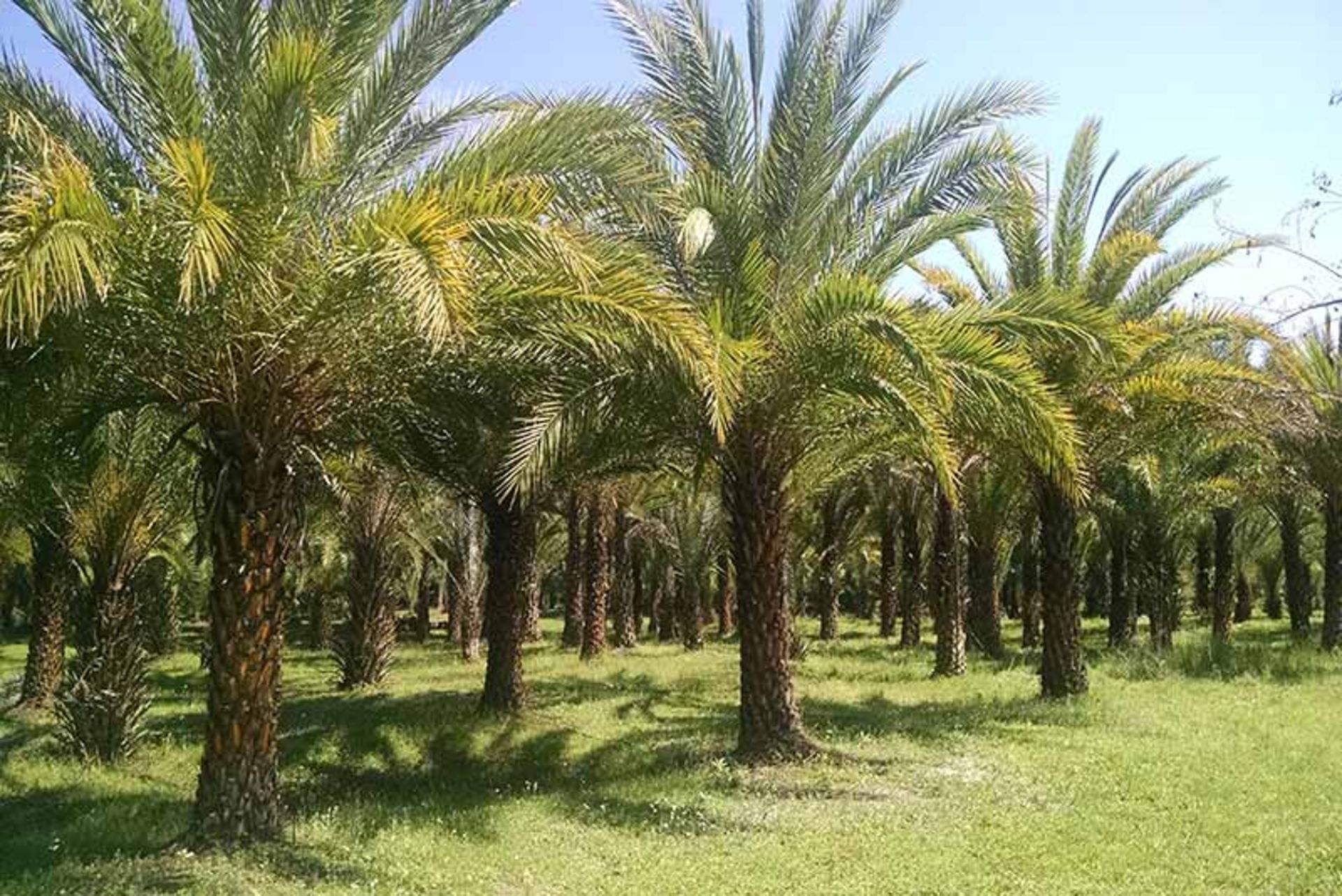 تنگ زرچین کهنوج 