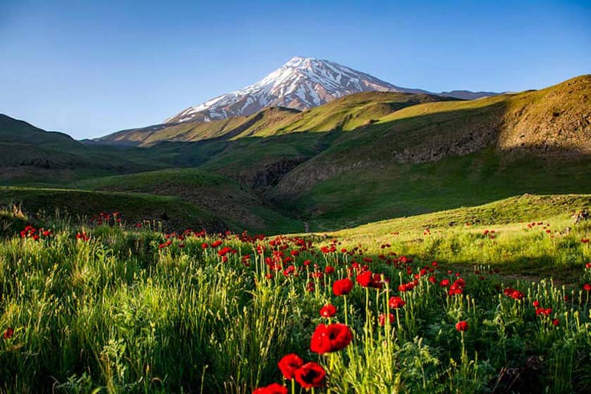 شقایق‌ها در دشت لار