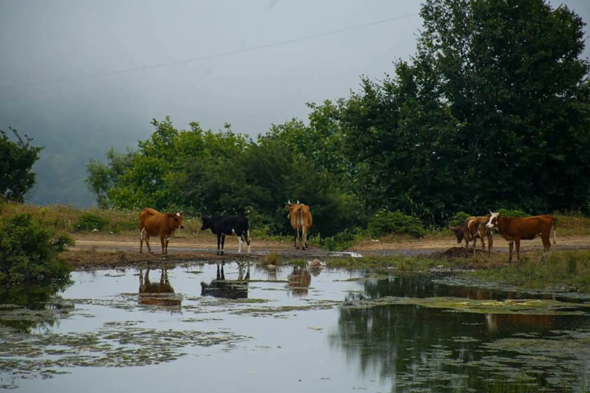 گاوهایی در نزدیکی روستای داماش