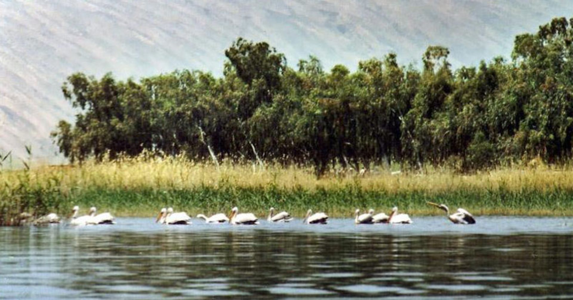 پرندگان مهاجر در جوار تالاب پریشان از نمای دور