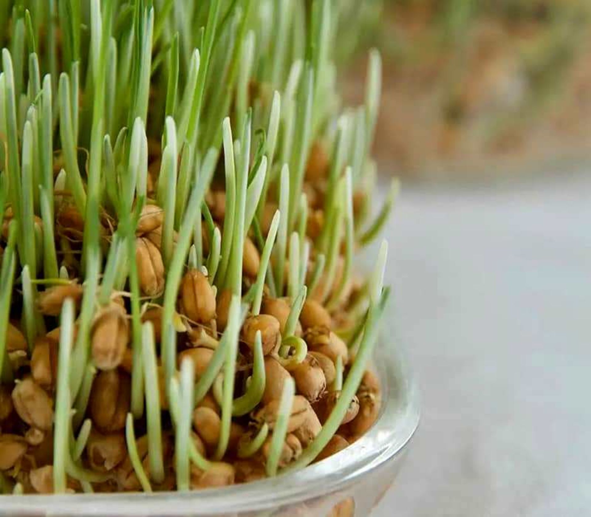 جوانه های سبزه عید