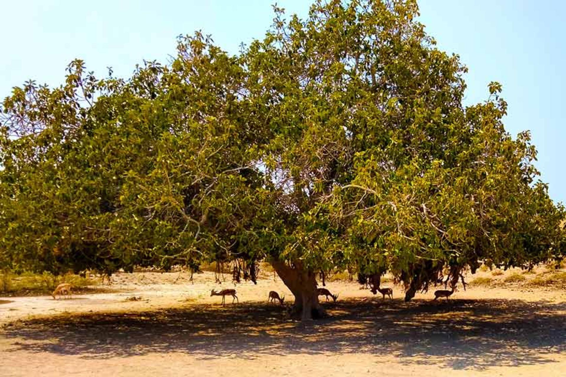 حیات وحش جزیره هنگام