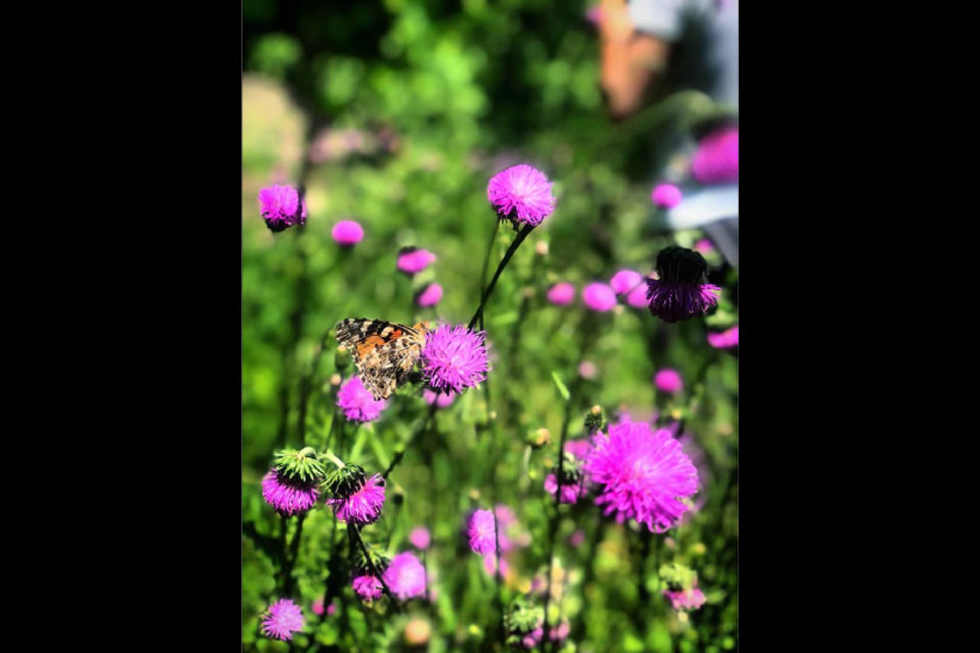 رویش گل‌های بهاری در روستای جنت رودبار