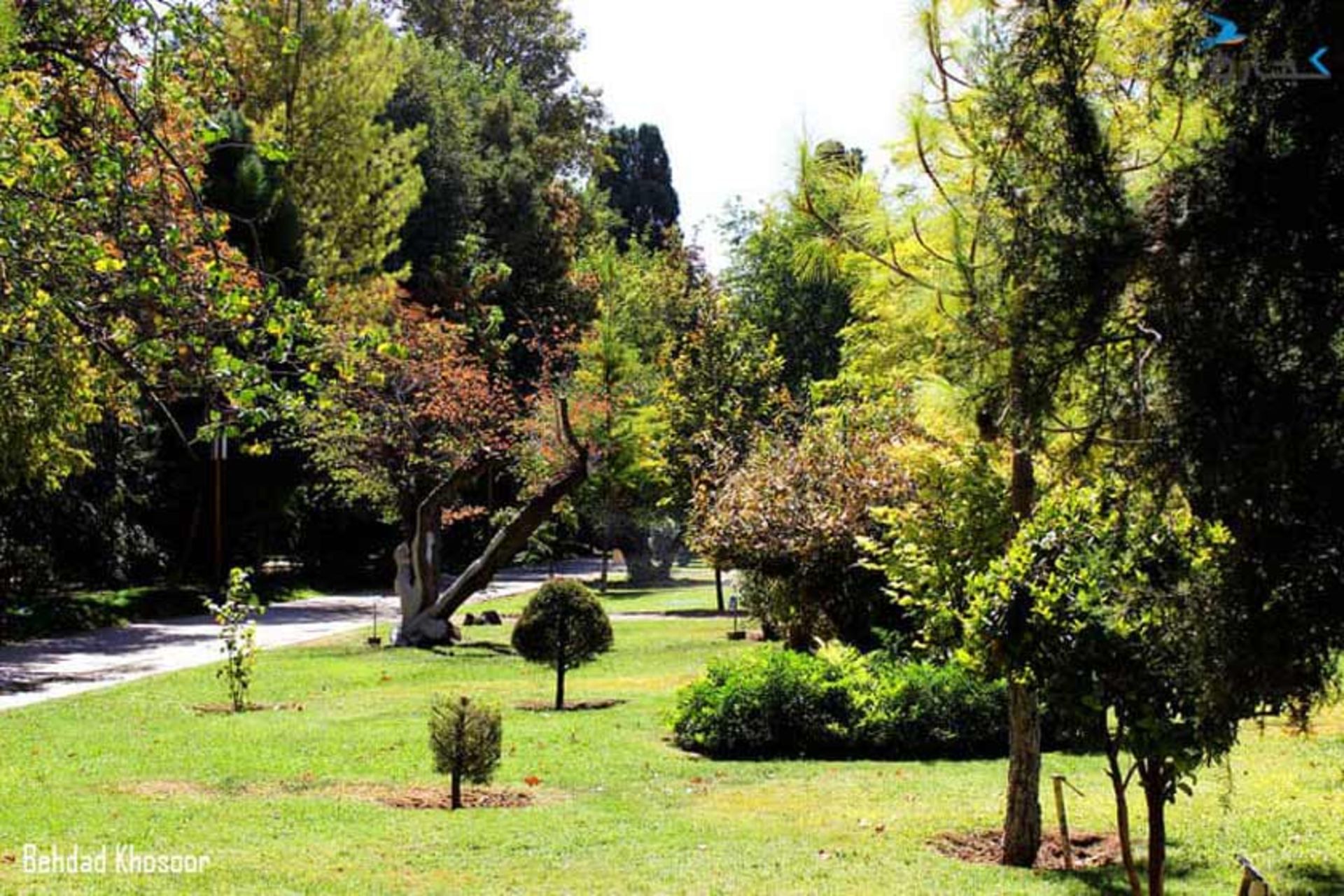 درختان باغ ارم شیراز
