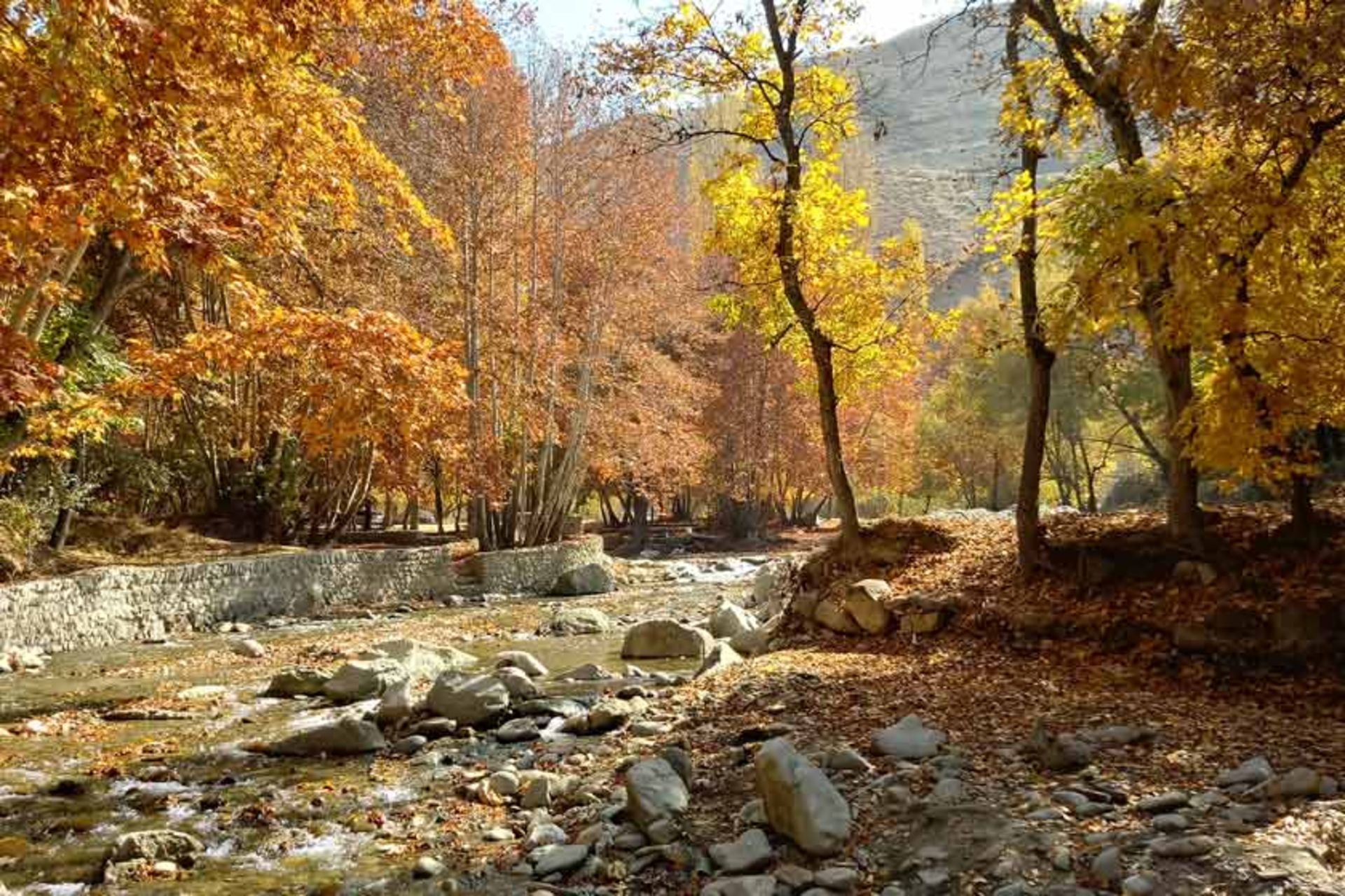 درختان پاییزی در روستای برغان