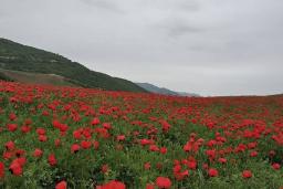 رویش شقایق‌ها در دشت شقایق گالیکش